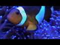 カクレクマノミさん cute clownfish amphiprion ocellaris