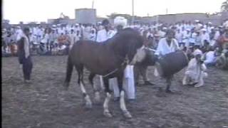 Nisar Stud Farm, Amer Nisar Khan, Kabadi Mela, Festival, Gujranwala, Horse Dancing in Pakistan,