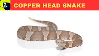 Copperhead (Agkistrodon contortrix)