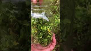 Collecting St Johns Wort for tinctures