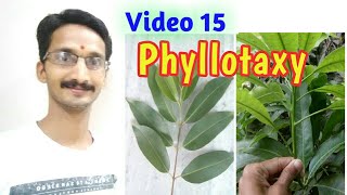 PHYLLOTAXY || Alternate, Opposite and Whorled Phyllotaxy || with examples | Full topic | Hindi \u0026 Eng