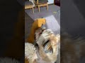 タイツを履くのも、犬に見つかると遊びになっちゃうんです😵 シーズー ヨーキー ミックス犬 dog yorkie shihtzu mix