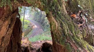 【阿里山森林鐵路】 水山線疏伐_列車回送  阿里山站=沼平       阿里山火車 林鐵 Shay steam locomotive SL31