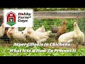 Aspergillosis: What It Is & How To Prevent It In Your Chickens