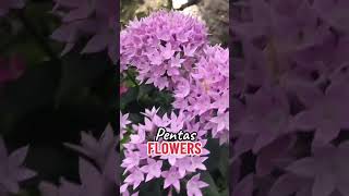 PENTAS FLOWERS #flowers #garden #pentas