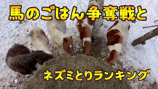 【ネズミとり犬】【小さい馬】馬のごはん争奪戦とネズミとりランキング