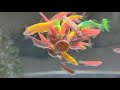 fluorescent fish danio rerio fish zebrafish feed healing soul ep.2