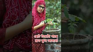 ছোট টমেটো গাছে দ্রুত ফুল আসবে এই পরিচর্যা করলে | টমেটো চাষ #tomato #gardening #gardeningtips