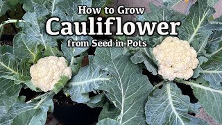 How to Grow Cauliflower from Seed in Containers - From Seed to Harvest | Easy Planting Guide