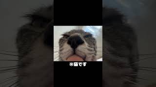 猫と暮らしていると会社に遅刻する理由がこれ #猫 #毎朝これ #かわいい #一応猫です