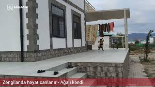 Zəngilanda həyat canlanır - Ağalı