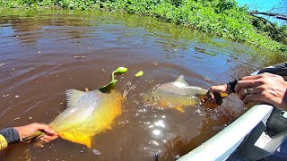 Só saiu os monstro! Pescaria no pantanal