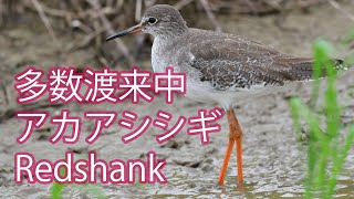 【多数渡来中】アカアシシギRedshank