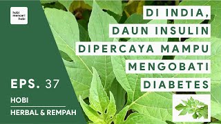 MANFAAT DAUN INSULIN UNTUK KESEHATAN - HERBAL REMPAH INDONESIA #37