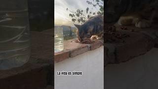 felino, mascota, ronronear, juguetón, cazar, peludo, adorable, gatito, domesticado