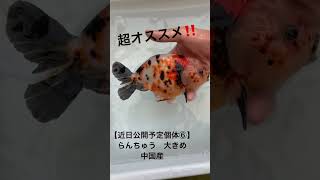 【近日公開予定個体】 江戸錦　大きめ　#金魚 #らんちゅう #江戸錦 #goldfish