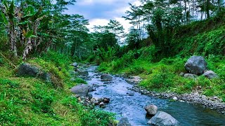 Relaxing River Sounds the water flows in a gentle rhythm, the atmosphere relieves stress