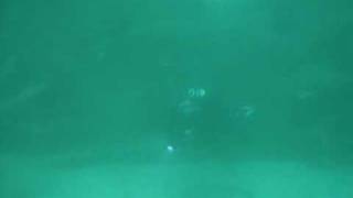 Thanksforallthefish