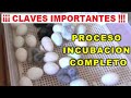 Nacimiento Pollitos Incubadora Automatica, Proceso Incubación Completo ¡Consejos Importantes!