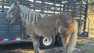 Christopher Robins 14/15 year old Haflinger Gelding!