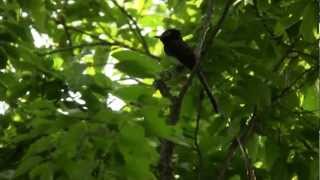 サンコウチョウ 02　Japanese Paradise Flycatcher 02　(Terpsiphone atrocaudata)