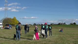 北海道犬保存会　北関東支部展覧会　成犬牝組　特良１席　煌希