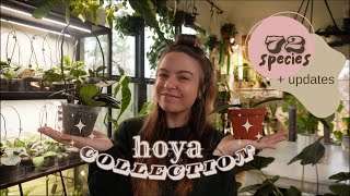 My *updated* Hoya collection | Plant tour + updates