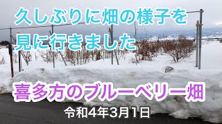 久しぶりに畑の様子を見に行きました　喜多方市