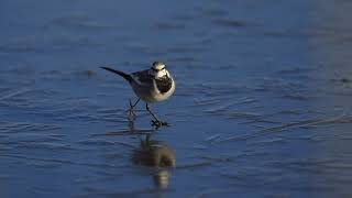 ♪鳥くん野鳥動画（手賀沼）ハクセキレイ氷上20201222 6Z3A9786