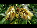 My MATURE Ice Cream Bean TREE Is Flowering Again