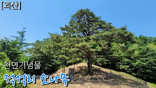 [괴산] 소나무 힘을 받고 옵시다! 적석리 소나무(with 클로바더빙)