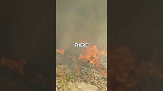 Tragic Plane Crash At Muan International Airport Leaves 28 Dead Today S