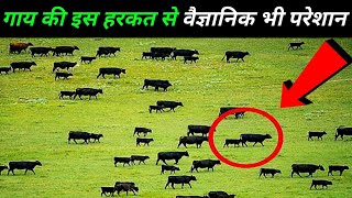 6 अजीब चीजे जिन्हे साइंस भी आज तक नहीं समझ पाया6phenomena that science can not explain,cow behaviour