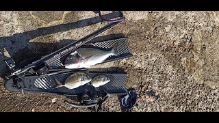 BIG GILTHEAD BREAM - catch \u0026 no cook ( we gonna cook it in 7 days )