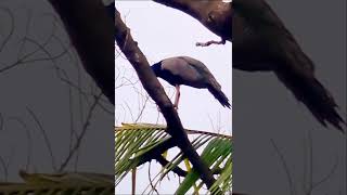 Peacock #🦚 #Peafowl #මොනරා #मोर #Mayura..