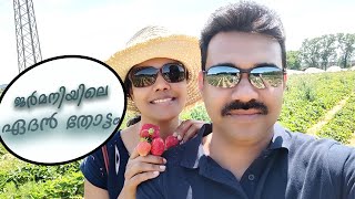 ജർമനിയിലെ ഏദൻ തോട്ടം~FRUIT Picking Germany