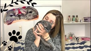 TOUT SAVOIR SUR LES CHINCHILLAS + JE VOUS PRÉSENTE MES BÉBÉS