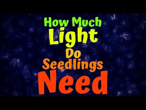 How much light do germinating seeds need?