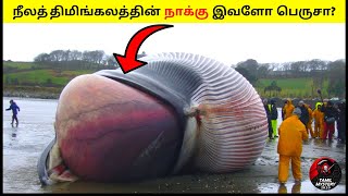 🔴உலகின் மிகப்பெரிய பிரம்மாண்ட விலங்க பாருங்க😱 Blue Whale Facts #Shorts