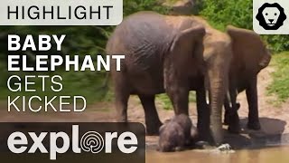 Elephant Kicks Baby by Accident - Live Cam Highlight