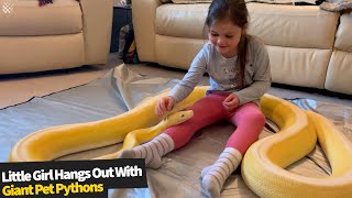 Little Girl Loves Relaxing With Her GIANT Pet Pythons