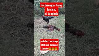 Pertarungan Hidup dann Mati Si Ayam Bangkok