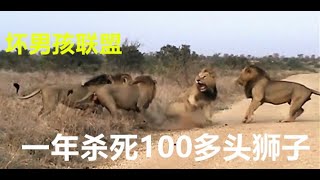 狮王争霸之坏男孩联盟，六狮联盟无敌手，一年屠杀100多头狮子导致狮子种族数量锐减，传奇狮王坏男孩们你不知道的那些事...