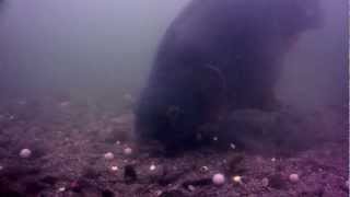 Exclusive Underwater Reaction Footage to the Goo...