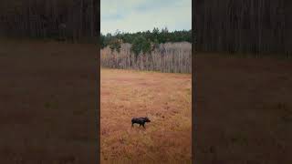 Drone encounters moose in open field ￼ #animals #nature