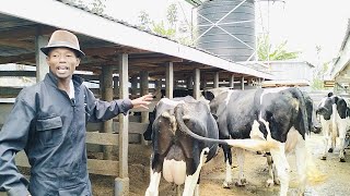 Make millions through Dairy farming.Episode 3: Best pedigree dairy cows with 25-40 litres per day🐄🐄