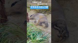 【マヌルネコ】ゴロゴロと砂浴びするレフ君#shorts #pallascat #manul #lev #神戸どうぶつ王国 #マヌルネコ #レフ