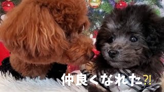 ティーカッププードル子犬と先住犬が仲良くなるまでの3週間の記録