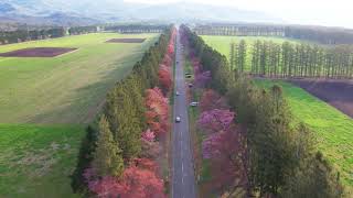 [ドローン] 二十間道路の桜並木を走るロードバイクを空撮 [北海道新ひだか町] drone JAPAN view Hokkaido