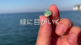 親不知海岸でヒスイ探し。見つけた緑色の石を見せる動画。